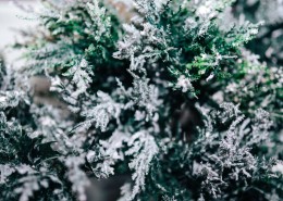 雪树的特写图片