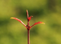 秋季绿色的小嫩芽图片大全