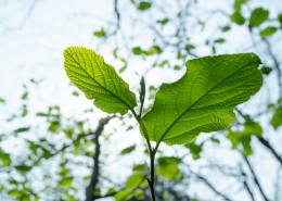 绿叶的特写图片