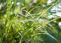 嫩绿的青草图片大全