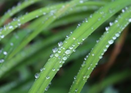 青草上面的露水图片大全