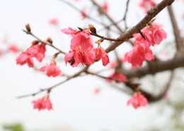 美丽的桃花的图片大全