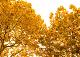 秋天金黄的叶子图片