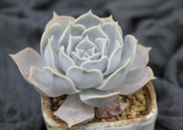 漂亮可爱的多肉植物图片