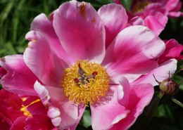 各种颜色的牡丹花图片大全