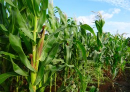 绿色的玉米农作物图片