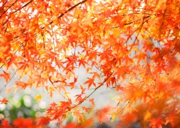 秋季漂亮的枫叶图片大全