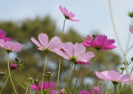 绽放的大波斯菊图片