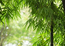 翠绿挺拔的竹子图片大全