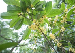 香甜的金色桂花图片