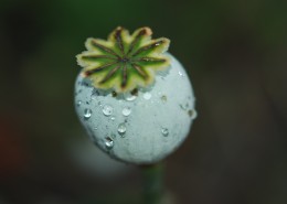 绿色的罂粟果实图片大全