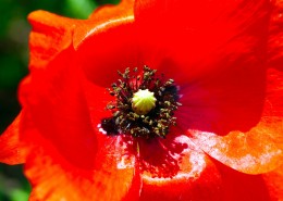 力十足的罂粟花图片