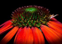 漂亮的松果菊图片大全