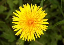 黄色的苦菜花图片