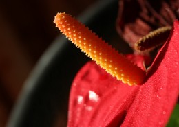 孤独的红掌图片