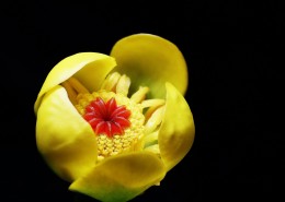 萍蓬草花图片大全