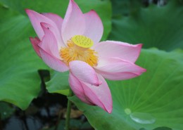 粉嫩娇媚的荷花图片