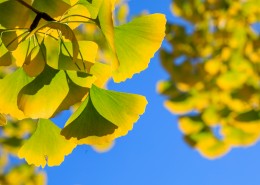 秋天如金色蝴蝶的银杏叶图片大全