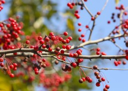 秋天唯美红色相思豆图片