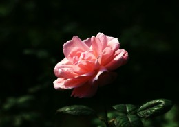 月季花图片大全