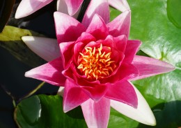 一朵粉红色的荷花图片