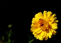 黄色的小菊花图片大全