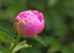含苞待放的芍药花图片