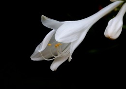 白玉簪图片大全