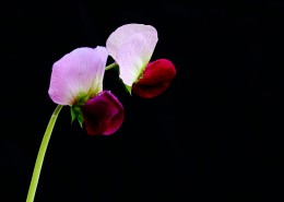 豌豆花图片大全