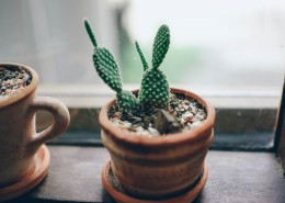 仙人掌盆栽图片