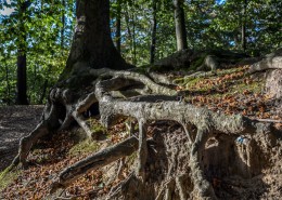 大树的根部图片