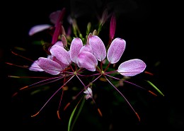 醉蝶花