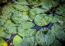 美丽的荷叶图片