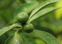 绿色的小清新柑橘树图片