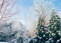 美丽的雪松图片