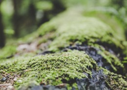 绿幽幽的苔藓图片