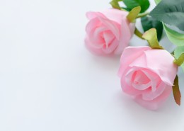 浓情绽放的玫瑰花图片