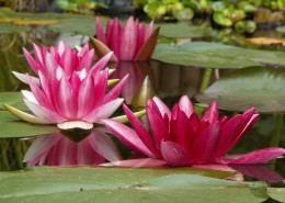 绽放的荷花图片