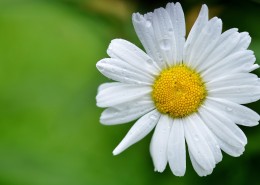 好看的雏菊图片