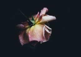 带露珠的花朵图片