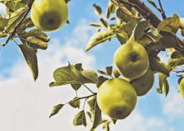 苹果树上的苹果图片