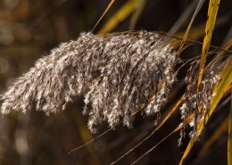 河边柔韧的芦苇图片