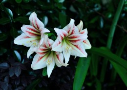 朱顶红花图片大全