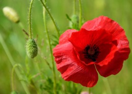 罂粟花高清图片