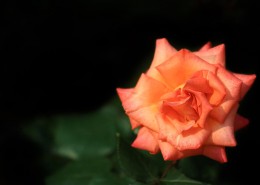 月季花图片大全