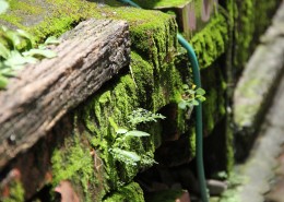 绿色苔藓图片大全