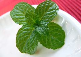 绿色的薄荷图片大全