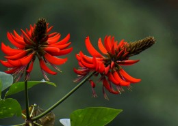 刺桐花图片