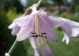 玉簪花高清图片