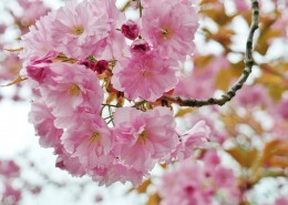 樱花高清图片大全